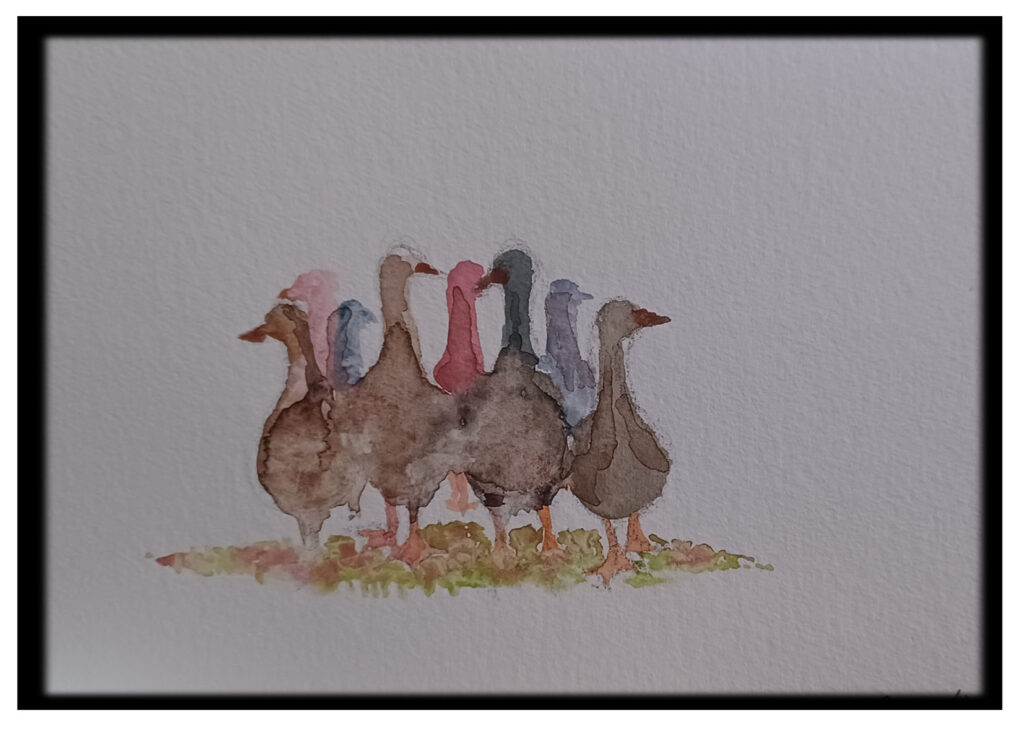 ducks